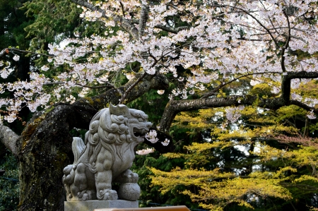 guardian dog and cherry blossomsの写真素材