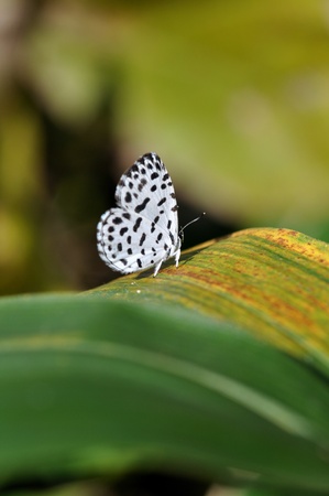 taraka hamadaの写真素材