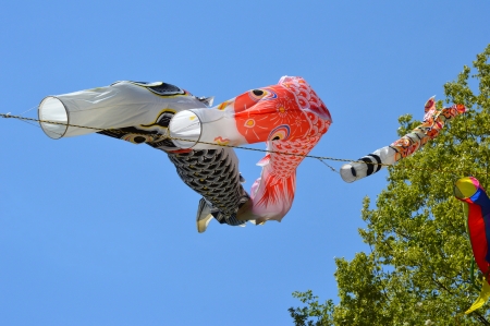 carp streamerの写真素材