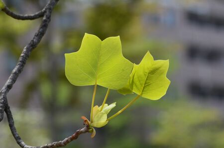young leaves of liriodendron