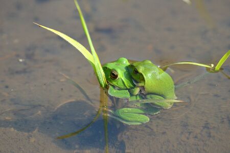 frogs in loveの写真素材
