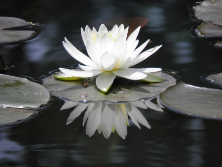 water lilyの写真素材