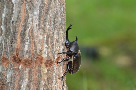 beetle