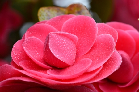 camelliaの写真素材