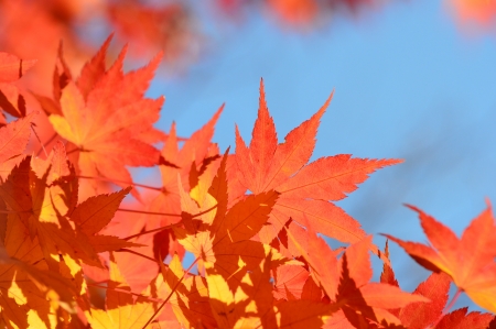 autumn leavesの写真素材