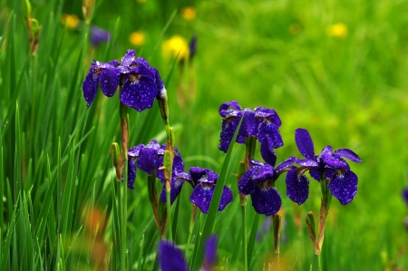 irisの写真素材