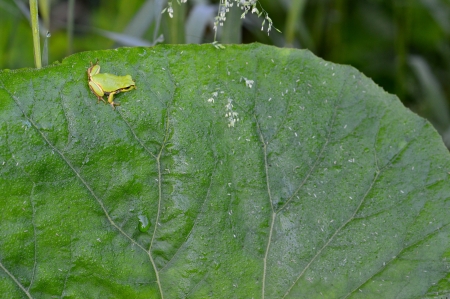 a frog on a butterbur leaf