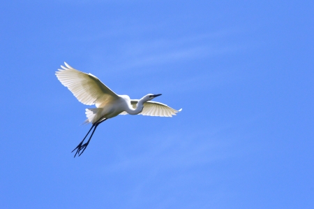 egretの写真素材