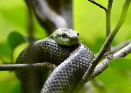 blue-green snake