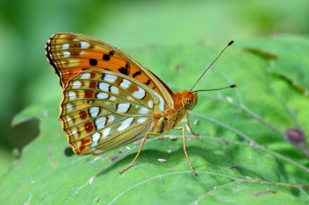 butterflyの写真素材