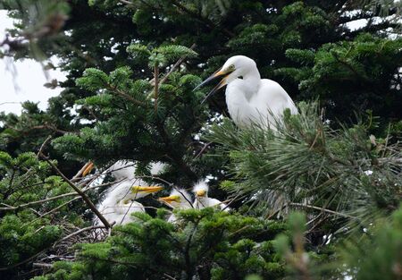 egretの写真素材