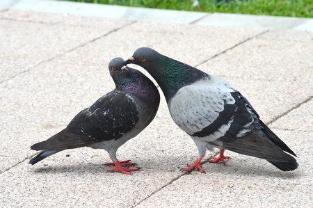 courting of pigeonsの写真素材