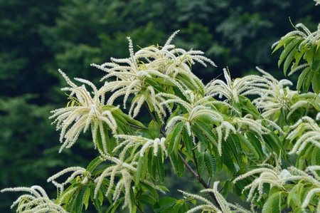 Chestnut flowerの写真素材