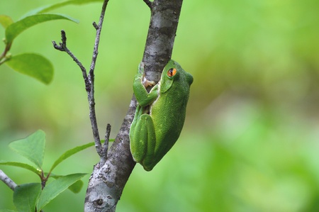 rhacophorus arboreusの写真素材