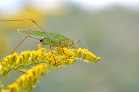 Phaneroptera nigroantennataの写真素材