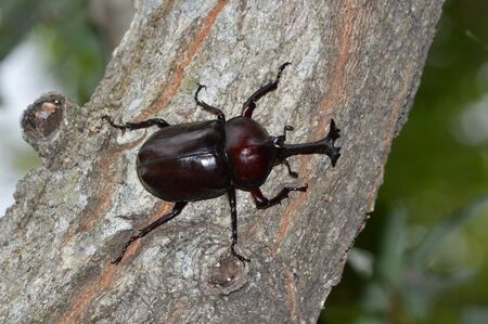 beetle