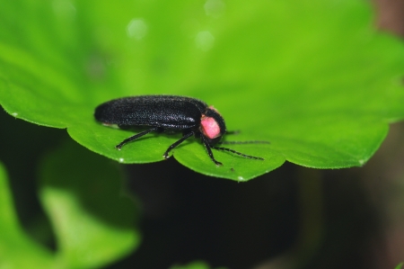 fireflyの写真素材