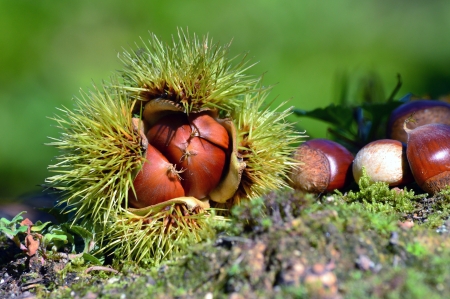 chestnut