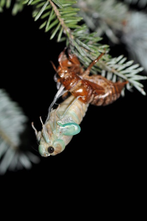 cicada emergence