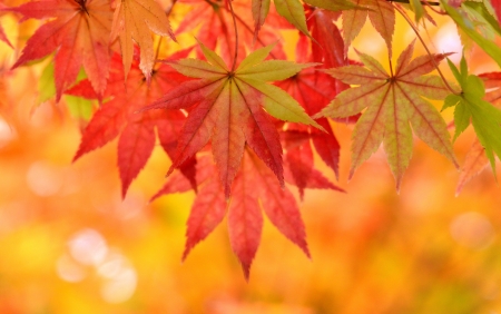 autumn leaves