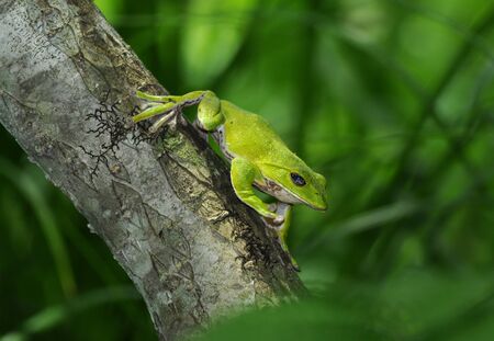 rhacophorus arboreusの写真素材