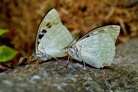 Sasakia charondaの写真素材