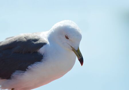 Larus crassirostrisの写真素材