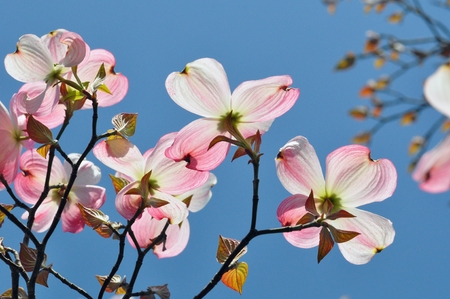 Dogwoodの写真素材