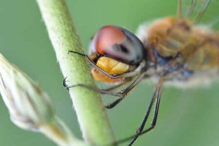 dragonfly