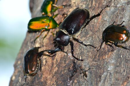 beetleの写真素材