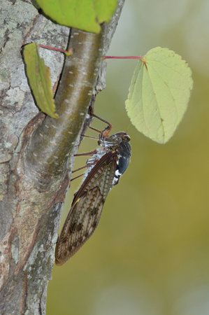 cicada