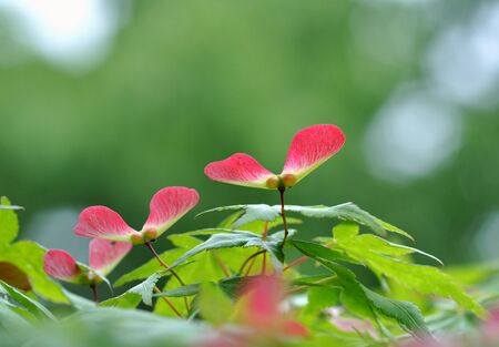 Seeds of mapleの写真素材