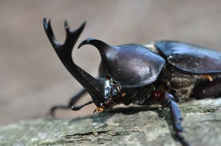 beetle close upの写真素材
