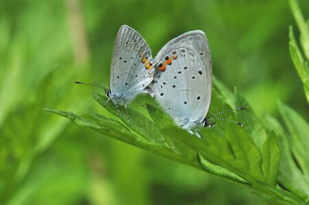 Butterflyの写真素材