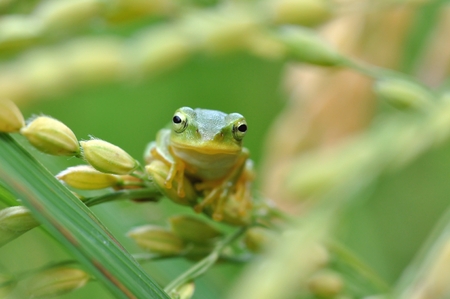 Frogの写真素材