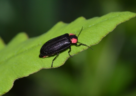Fireflyの写真素材