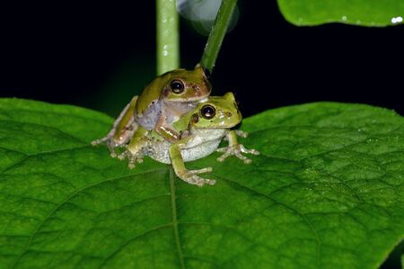 Tree frogの写真素材