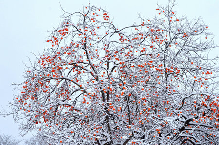 Persimmonの写真素材