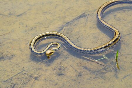 Japanese striped snakeの写真素材