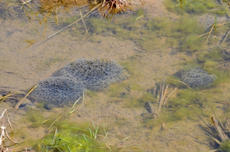 Frog eggs