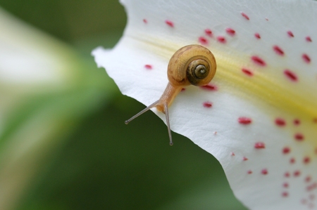 Snailの写真素材