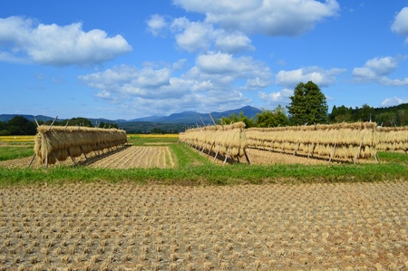 Drying of riceの写真素材