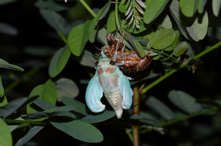 Cicadaの写真素材