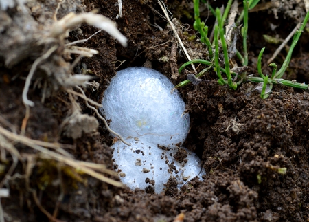 Frog eggs