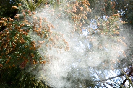 Cedar Tree pollenの写真素材