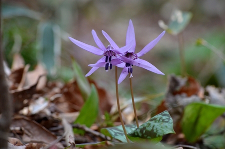 Dog tooth violet flowersの写真素材