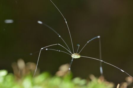 Harvestmen