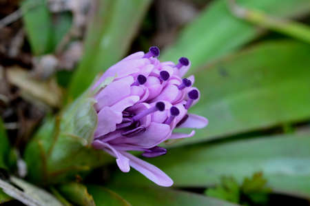 Heloniopsis orientalis