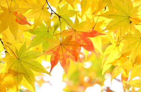 Autumn leavesの写真素材