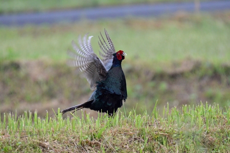 Japanese Pheasantの写真素材